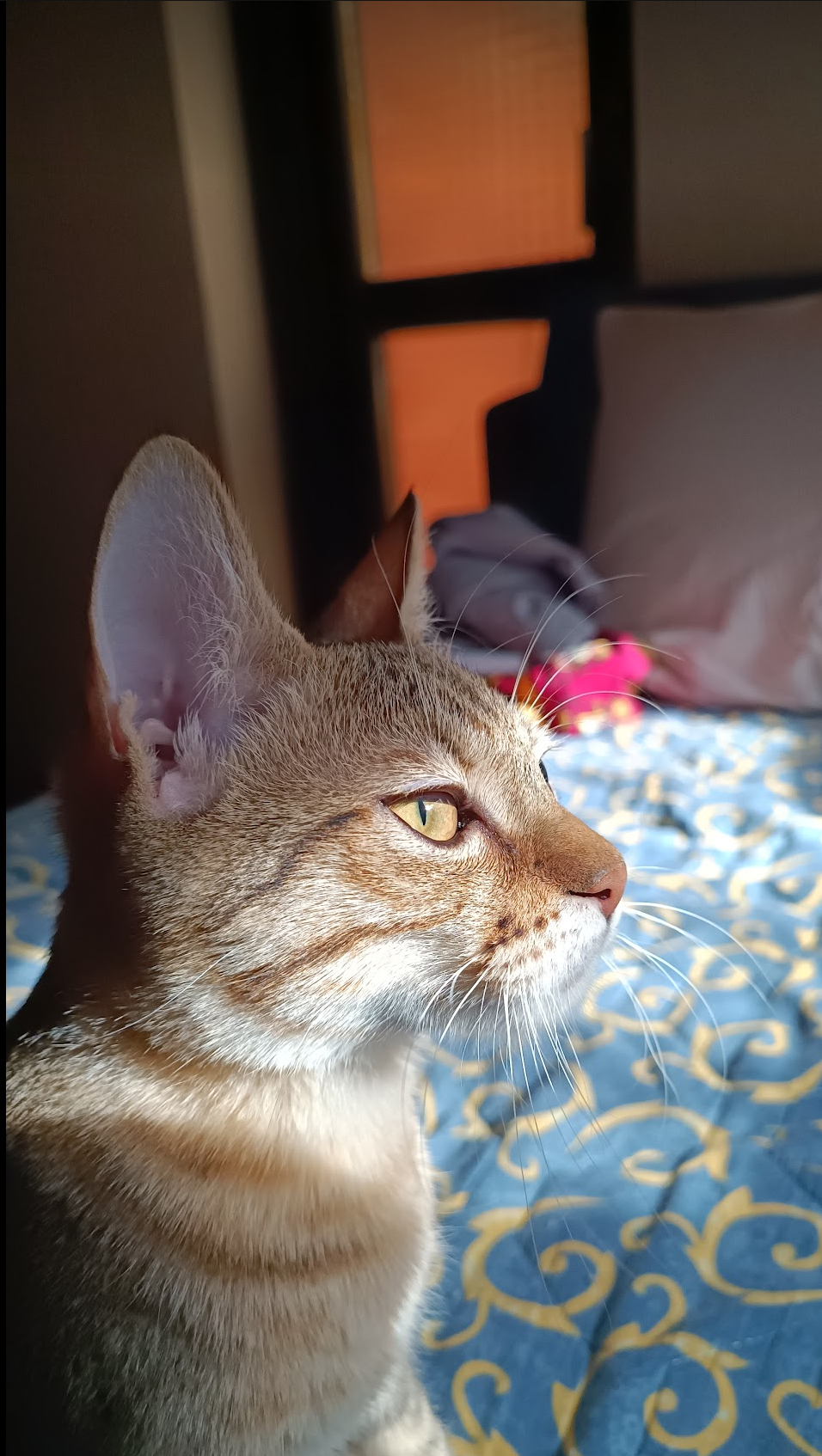 Srba Lybica — Chief Supervision Officer